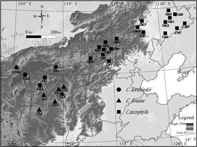 Variations of Bacterial Community Diversity Within the Rhizosphere of Three Phylogenetically Related Perennial Shrub Plant Species Across Environmental Gradients